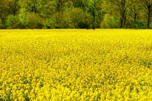 Rape - Rape field in spring in Germany