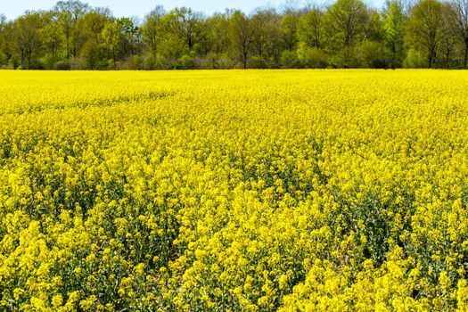 Rape - Rape field in spring in Germany