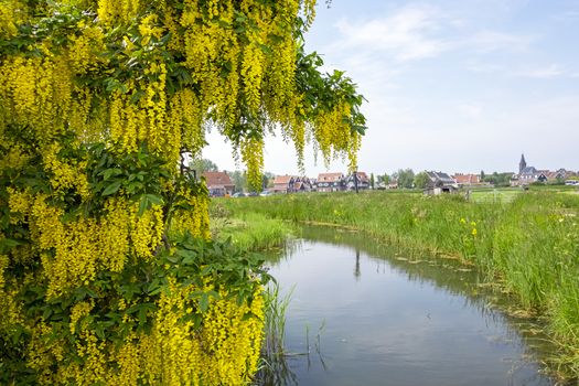 Blossoming golden rain in the countryside from the Netherlands in spring
