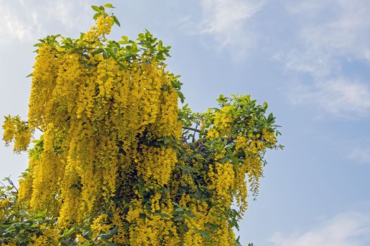 Blossoming golden rain tree against a blue sky in the Netherlands