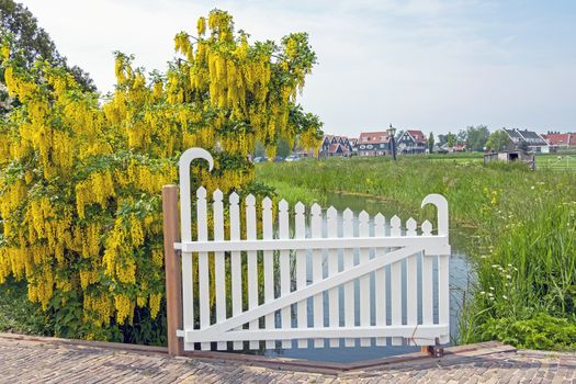 Traditional white wooden gate with a blossoming golden rain in the countryside from the Netherlands in spring