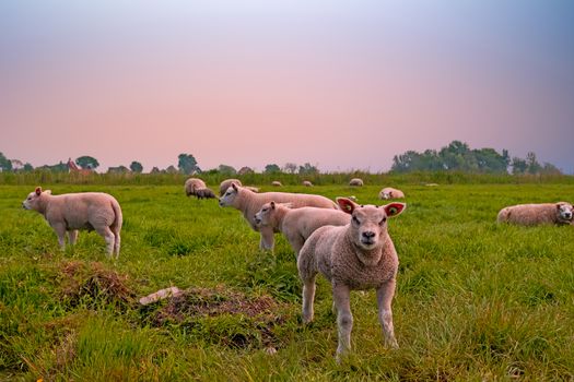 Lambs in the meadow in spring in the Netherlands