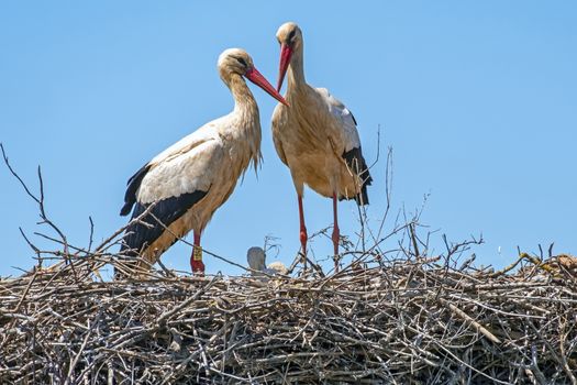 Stork couple with baby on the nest