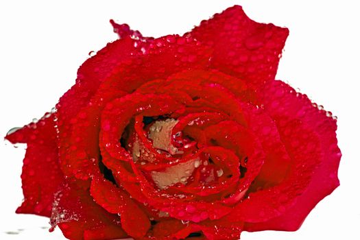 Blossoming red rose on a white background