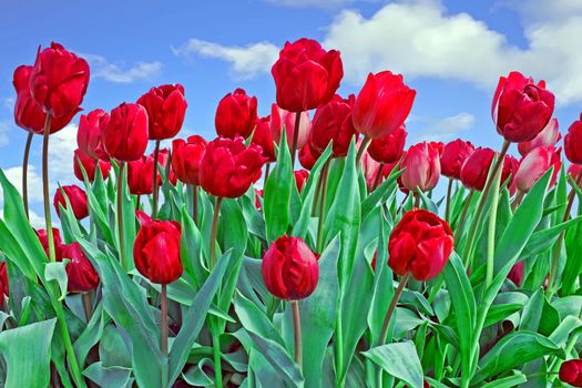 Blossoming red tulips in the fields