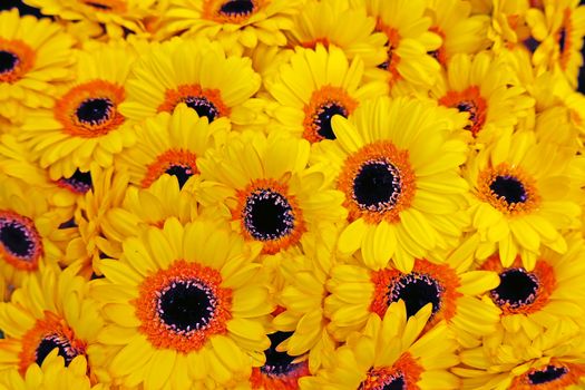 Bunch of blossoming yellow gerbera flowers