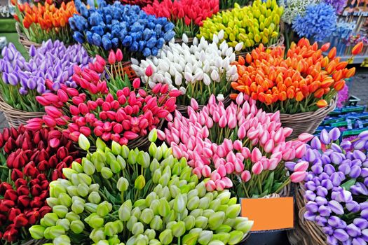 Blossoming tulips from Amsterdam Netherlands