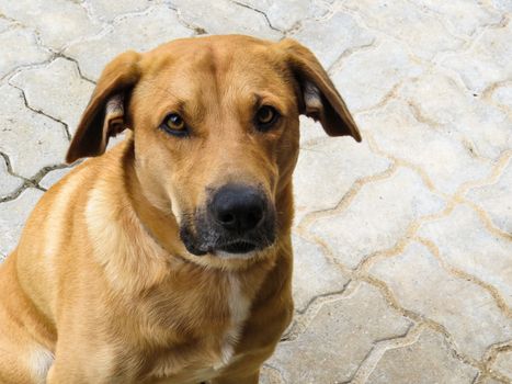 Golden Labrador breed dog, in front view, looking at camera, on light neutral background.