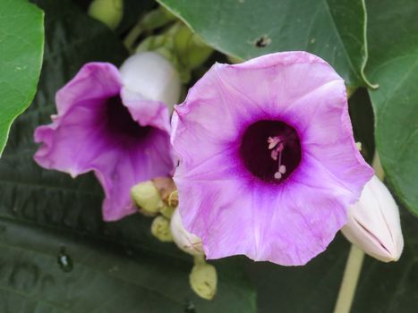 Argyreia nervous. Two purple creeper flowers in close-up, outside - Elephant creeper