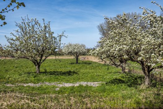 pear tree full with blossom flowers in green field and blue sky
