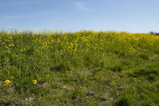 field with oilseed or rapeseed with blue sky