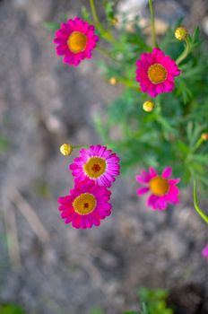 Painted pink Daisy Pyrethrum coccineum in garden