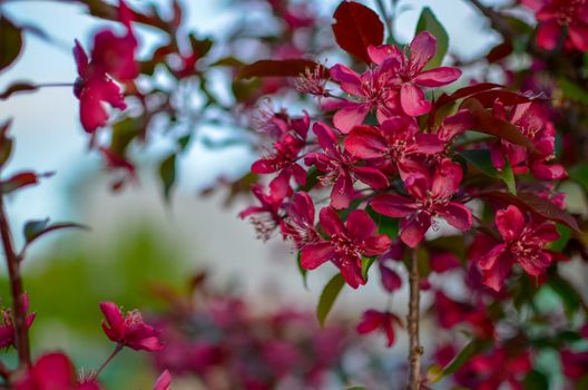 Apple tree Malus domestica blossoms in the spring. Variety 'Royalty' with red leaves and flowers