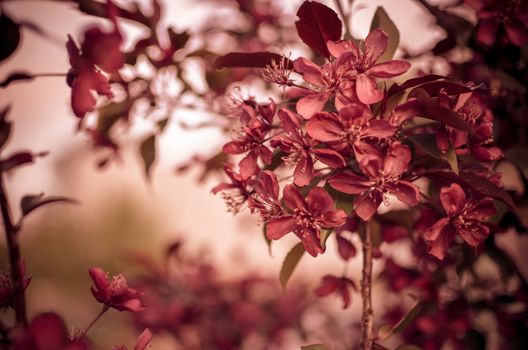 Apple tree Malus domestica blossoms in the spring. Variety 'Royalty' with red leaves and flowers