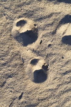 Two footprint of a wolf texture background. Top view. Vertical