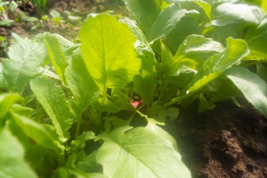 radish garden bed, radish green leaves together with sedge weeds