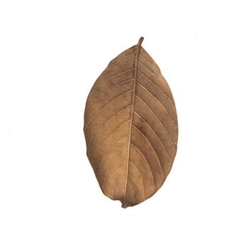 brown dry leave isolated on white background
