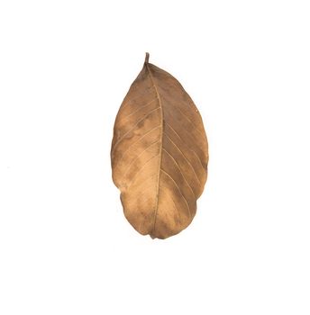 brown dry leave isolated on white background