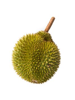 Durian isolated on white background