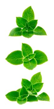 mint leave isolated on white background
