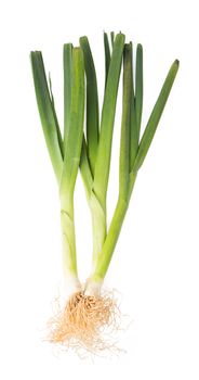 leek isolated on white background