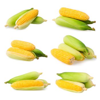 sweet corn isolated on white background