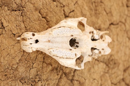 Animal Skull Masai Mara Kenya Africa