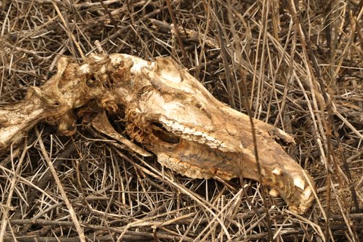 Animal Skull Masai Mara Kenya Africa