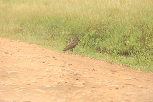 Birds In Masai Mara Kenya Africa