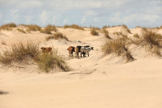 Camel in a Desert