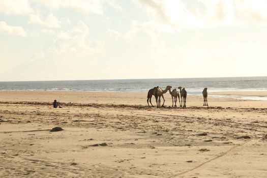 Camel in a Desert