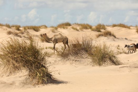 Camel in a Desert