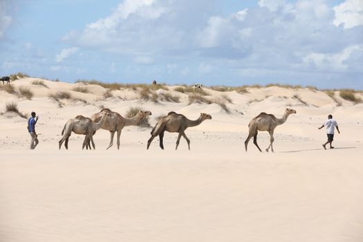 Camel in a Desert