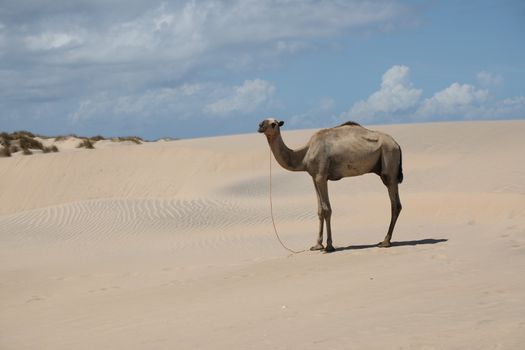 Camel in a Desert