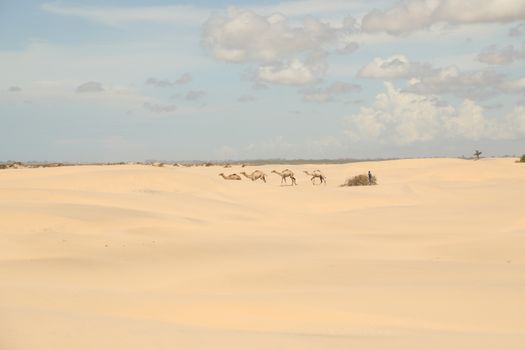 Camel in a Desert