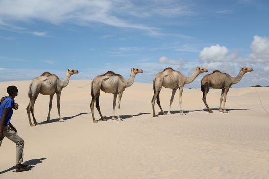 Camel in a Desert