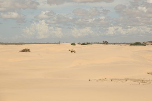 Camel in a Desert