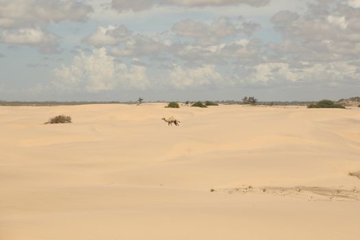 Camel in a Desert