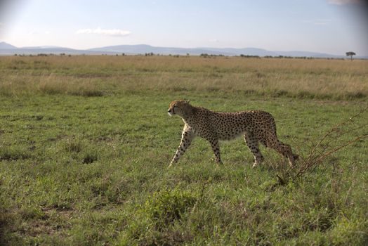 Cheetah In Grass In Masai Mara National Park