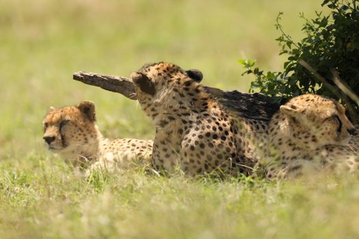 Cheetah In Grass In Masai Mara National Park