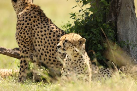 Cheetah In Grass In Masai Mara National Park