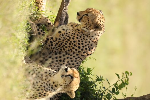 Cheetah In Grass In Masai Mara National Park