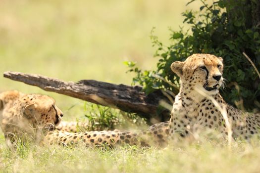 Cheetah In Grass In Masai Mara National Park