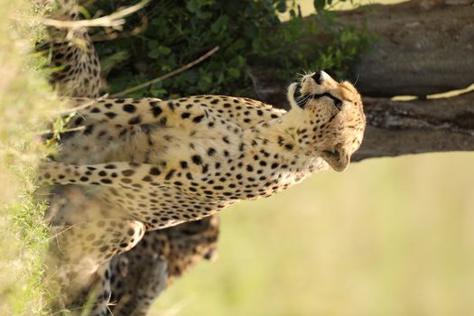 Cheetah In Grass In Masai Mara National Park