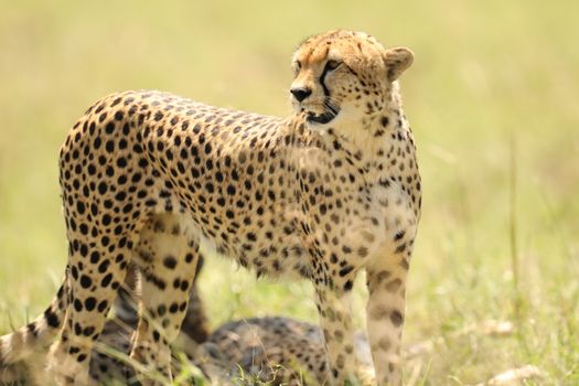 Cheetah In Grass In Masai Mara National Park