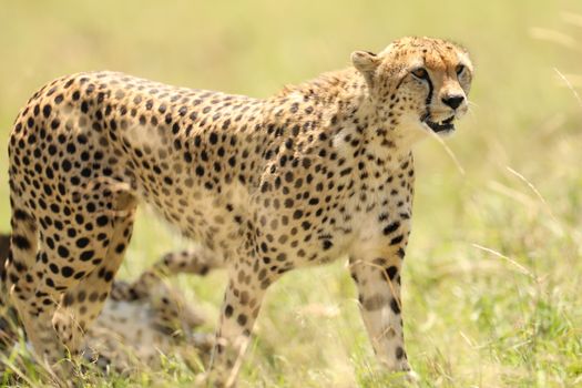 Cheetah In Grass In Masai Mara National Park