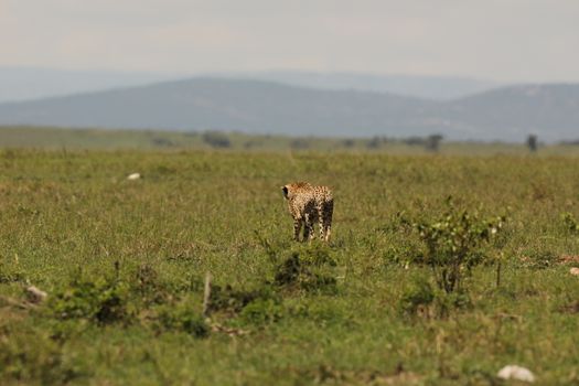 Cheetah In Grass In Masai Mara National Park