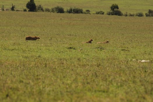 Cheetah In Grass In Masai Mara National Park