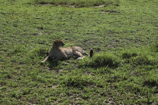 Cheetah In Grass In Masai Mara National Park