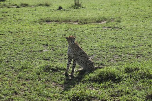 Cheetah In Grass In Masai Mara National Park